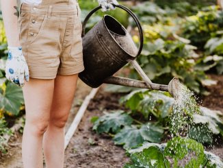 Ghid pentru cultivarea legumelor în grădina ta