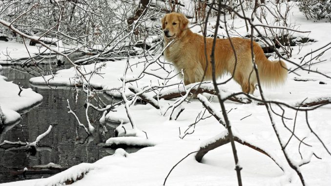 Cum să ai grijă de animalele de companie în sezonul rece