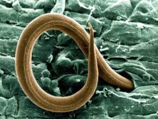 Nematodele cu noduri radiculare