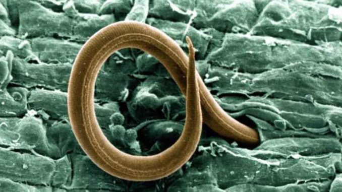 Nematodele cu noduri radiculare